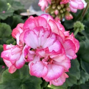 Bunny Strawberry Ice sardunya fidesi pelargonium syngenta 1 adet fide