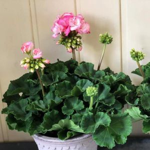 Bunny Strawberry Ice sardunya fidesi pelargonium syngenta 1 adet fide