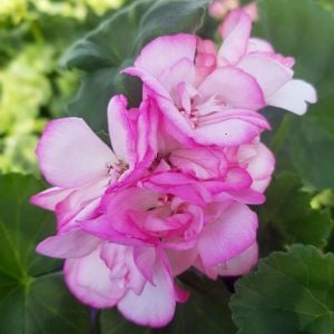 Bunny Strawberry Ice sardunya fidesi pelargonium syngenta 1 adet fide