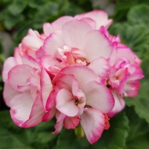 Bunny Strawberry Ice sardunya fidesi pelargonium syngenta 1 adet fide