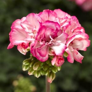 Bunny Strawberry Ice sardunya fidesi pelargonium syngenta 1 adet fide