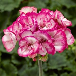 Bunny Strawberry Ice sardunya fidesi pelargonium syngenta 1 adet fide