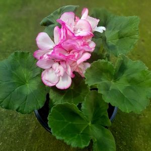 Bunny Strawberry Ice sardunya fidesi pelargonium syngenta 1 adet fide
