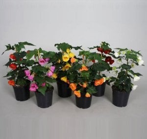 Turuncu abutilon fidanı patio orange