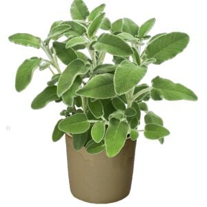 Mutfak adaçayı fidesi geniş yapraklı şifalı culinaria salvia