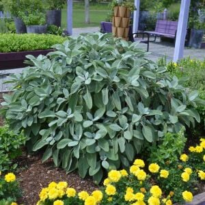 Mutfak adaçayı fidesi geniş yapraklı şifalı culinaria salvia