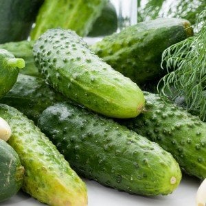 Boston turşuluk salatalık tohumu atalık cucumis sativus