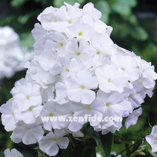 Beyaz floks fidesi kokulu phlox paniculata adessa white 3 adet 7 cm saksıda