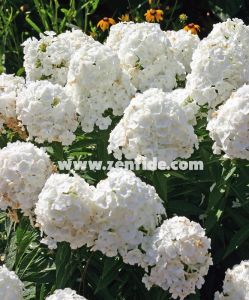 Beyaz floks fidesi kokulu phlox paniculata adessa white 3 adet 7 cm saksıda