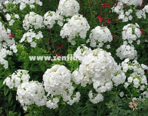Beyaz floks fidesi kokulu phlox paniculata adessa white 3 adet 7 cm saksıda