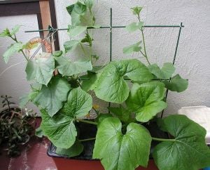 Boston turşuluk salatalık tohumu atalık cucumis sativus