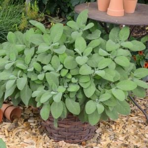 Mutfak adaçayı fidesi geniş yapraklı şifalı culinaria salvia officinalis