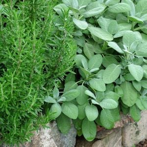 Mutfak adaçayı fidesi geniş yapraklı şifalı culinaria salvia