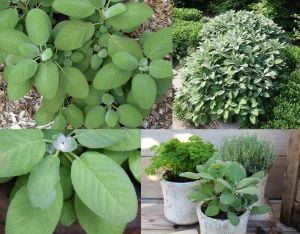 Mutfak adaçayı fidesi geniş yapraklı şifalı culinaria salvia