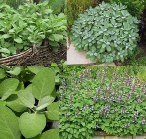 Mutfak adaçayı fidesi geniş yapraklı şifalı culinaria salvia