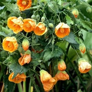 Turuncu abutilon fidanı patio orange