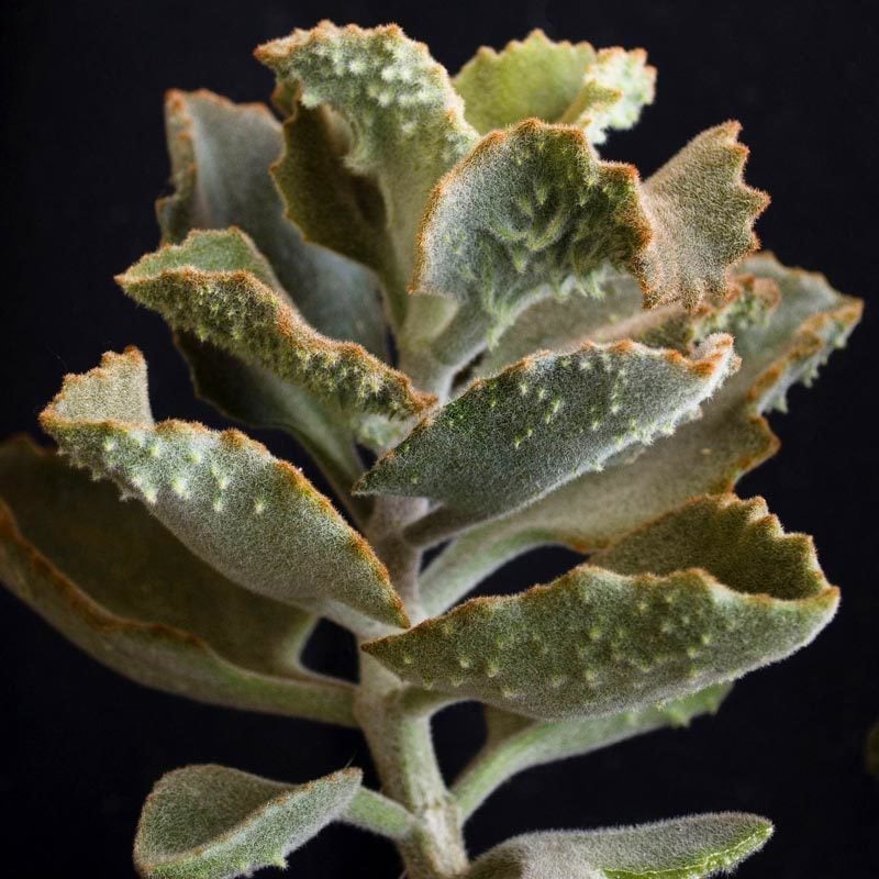 Kalanchoe beharensis fang bitkisi