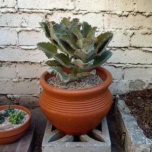 Kalanchoe beharensis fang bitkisi