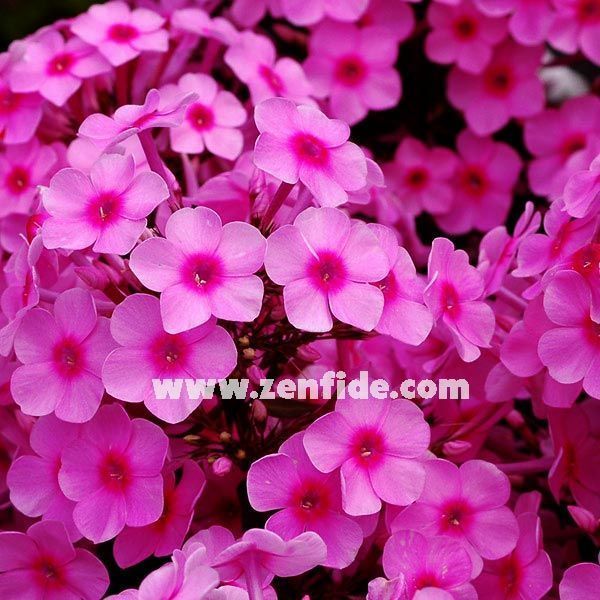 Koyu pembe gözlü floks fidesi kokulu phlox paniculata adessa rose eye 7 cm saksıda