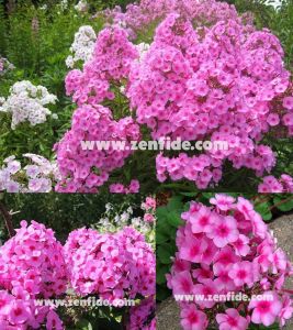 Koyu pembe gözlü floks fidesi kokulu phlox paniculata adessa rose eye 7 cm saksıda
