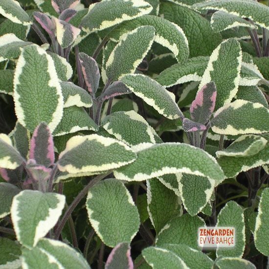 Alaca adaçayı fidesi hexenmantel salvia officinalis