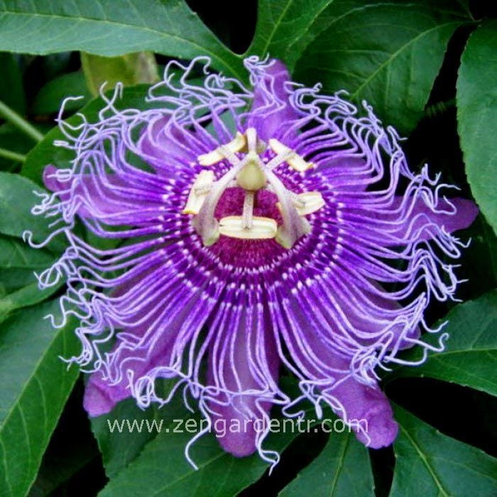 Kokulu passiflora incarnata fidesi meyveli sarmaşık