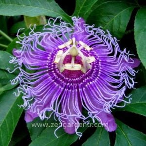 Kokulu passiflora incarnata fidesi meyveli sarmaşık