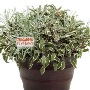 Alaca adaçayı fidesi hexenmantel salvia officinalis