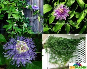 Kokulu passiflora incarnata fidesi meyveli sarmaşık
