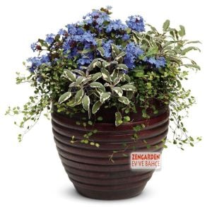 Alaca adaçayı fidesi hexenmantel salvia officinalis