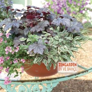 Alaca adaçayı fidesi hexenmantel salvia officinalis