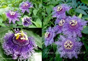Kokulu passiflora incarnata fidesi meyveli sarmaşık