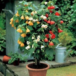 Dev abutilon çiçeği karışımı saksıda ağaç küpesi