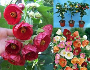 Dev abutilon çiçeği karışımı saksıda ağaç küpesi