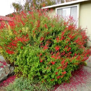 Ananas kokulu adaçayı fidesi pino salvia rutilans