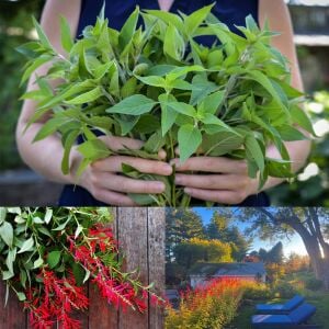 Ananas kokulu adaçayı fidesi pino salvia rutilans