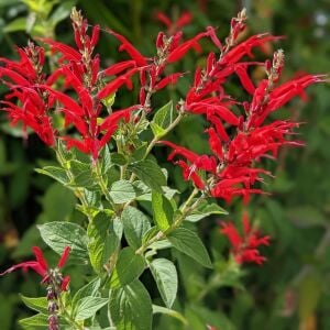 Ananas kokulu adaçayı fidesi pino salvia rutilans