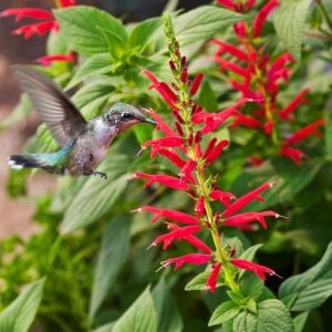 Ananas kokulu adaçayı fidesi pino salvia rutilans