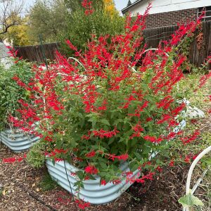 Ananas kokulu adaçayı fidesi pino salvia rutilans