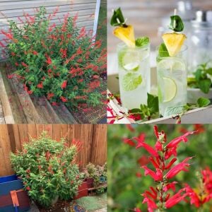 Ananas kokulu adaçayı fidesi pino salvia rutilans