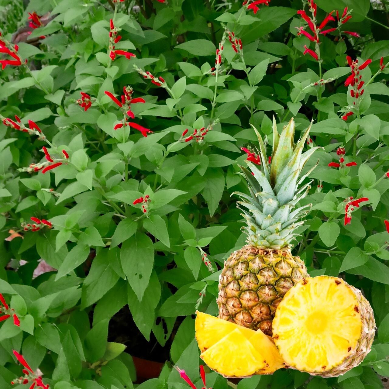Ananas kokulu adaçayı fidesi pino salvia rutilans