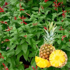 Ananas kokulu adaçayı fidesi pino salvia rutilans