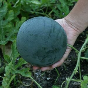 Sugar baby karpuz tohumu citrullus lanatus var