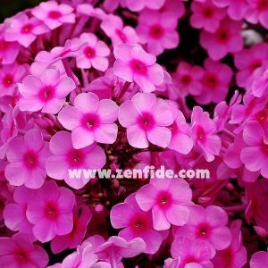 Koyu pembe gözlü floks fidesi kokulu phlox paniculata adessa rose eye 3 adet 7 cm saksıda
