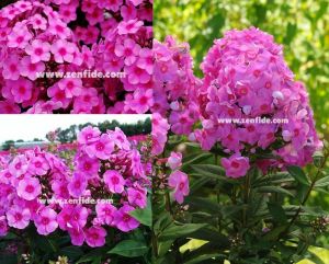 Koyu pembe gözlü floks fidesi kokulu phlox paniculata adessa rose eye 3 adet 7 cm saksıda