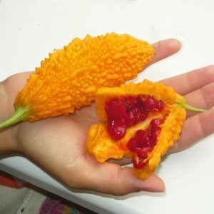 Kudret narı tohumu bitter melon seeds momordica charantia