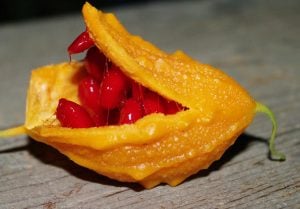 Kudret narı tohumu bitter melon seeds momordica charantia
