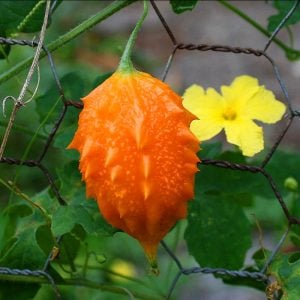 Kudret narı tohumu bitter melon seeds momordica charantia