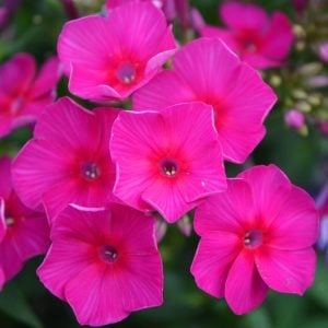 Kırmızı floks fidesi kokulu phlox paniculata adessa special fire 7 cm saksıda
