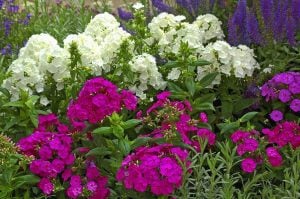 Kırmızı floks fidesi kokulu phlox paniculata adessa special fire 7 cm saksıda